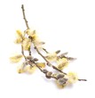 Pollen - Weide