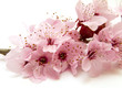 branche en fleur