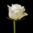 Single white rose