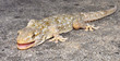 gécko gekko reptile lézard gécko gekko reptile lézard