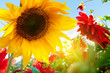 Spring flowers, sunflowers in the sunny garden