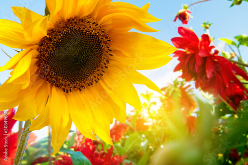 Photo: Spring flowers, sunflowers in the sunny garden Spring flowers, sunflowers in the sunny garden