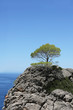 tree on top of the mountain