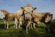 taureau blonde d'Aquitaine