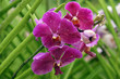 Photo: Paradise butterflies. Orchids of Borneo. Paradise butterflies. Orchids of Borneo.