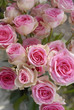rose branchue