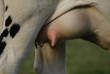 pis de vache