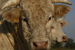 taureau charolais