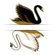 double swan
