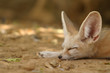 fennec fox