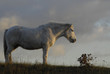 poney Highland