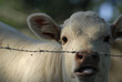 veau charolais
