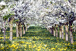 Foto: Kirchbäume im Frühling Kirchbäume im Frühling