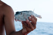 Hand mit Kugelfisch