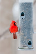 Male cardinal sits on bird feeder
