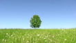 Solitary tree on green field