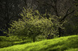 A tree in spring