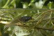 têtard de crapaud