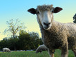 Sheep In Your Face