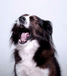 Yawning Dog