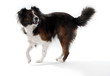 Walking Dog