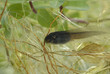 têtard de crapaud