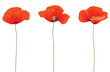 Poppy flower isolated
