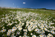Hayfield