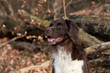 Jagdhund im Wald