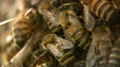 Bees