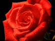 Rosa rossa in primo piano