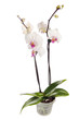 Blossoming orchid