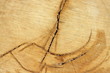 wood texture © Matthias Buehner
