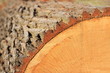 Holz Baum © Matthias Buehner