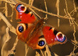 Decadent Butterfly
