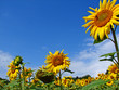 Sonnenblumen