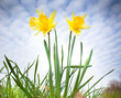 jonquille printemps fleur jaune ciel soleil pétale jonquille printemps fleur jaune ciel soleil pétale