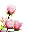 Spring magnolia tree blossoms