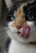 chat
