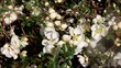 flowering white quince