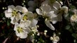 White quince closeup