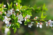 Spring apple blossoms
