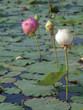 White lotus