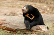 sun bear
