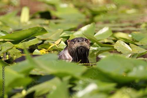 Photo: River Otter (Lontra canadensis) - Okefenokee Swamp, Georgia River Otter (Lontra canadensis) - Okefenokee Swamp, Georgia