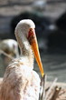 Tantale ibis, Mycteria ibis Tantale ibis, Mycteria ibis
