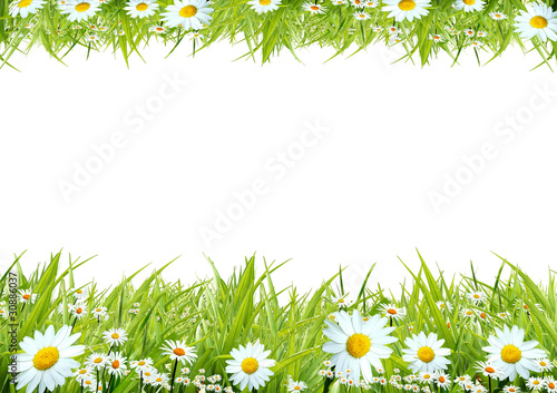 Photo: White camomiles and green grass as a background White camomiles and green grass as a background