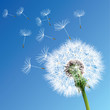 Vektor: Vector Dandelion Vector Dandelion