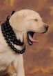 LABRADOR 60 GG.
