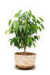 Weeping Fig (Ficus Benjamina) in Pot Isolated on White